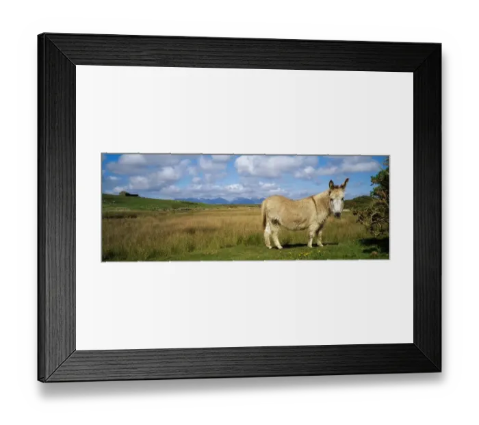 Framed Print : Connemara, County Galway, Ireland, Donkey Framed Print : Connemara, County Galway, Ireland, Donkey