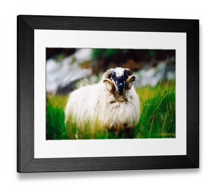 Framed Print : Ram Framed Print : Ram