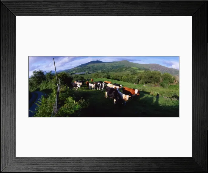 Framed Print : Cattle, Co Kerry, Ireland Framed Print : Cattle, Co Kerry, Ireland