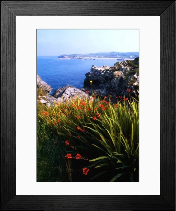 Framed Print : Monbretia wildflowers and Port Na Blagh, Co Donegal, Ireland Framed Print : Monbretia wildflowers and Port Na Blagh, Co Donegal, Ireland