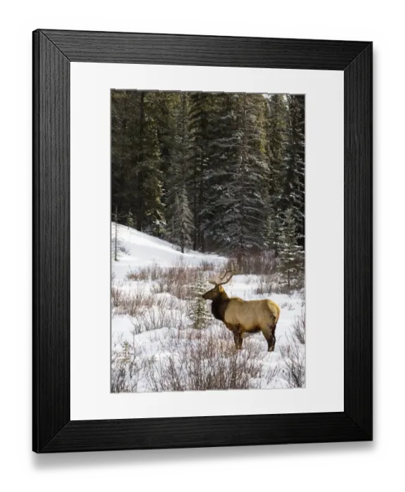 Framed Print : Elk in winter forest, Banff National Park, Alberta, Canada Framed Print : Elk in winter forest, Banff National Park, Alberta, Canada