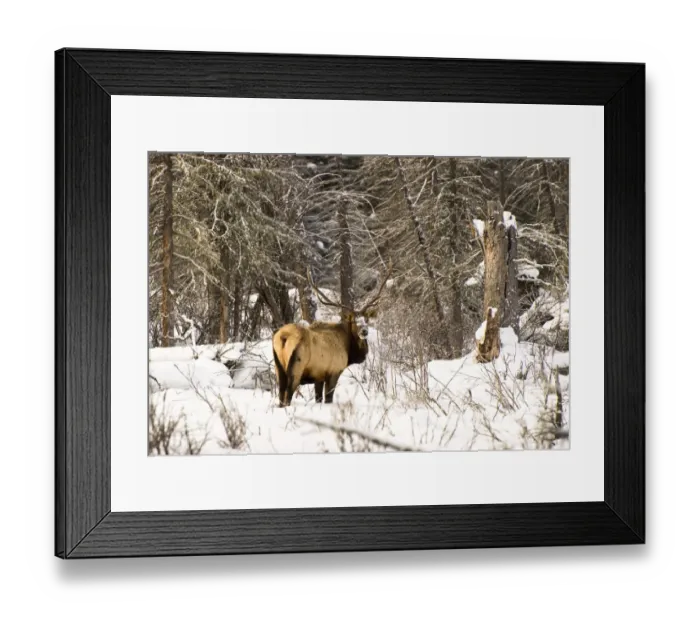 Framed Print : Elk in winter forest, Banff National Park, Alberta, Canada Framed Print : Elk in winter forest, Banff National Park, Alberta, Canada