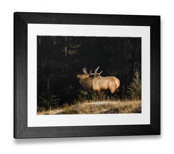 Framed Print : Elk in forest, Banff National Park, Alberta, Canada