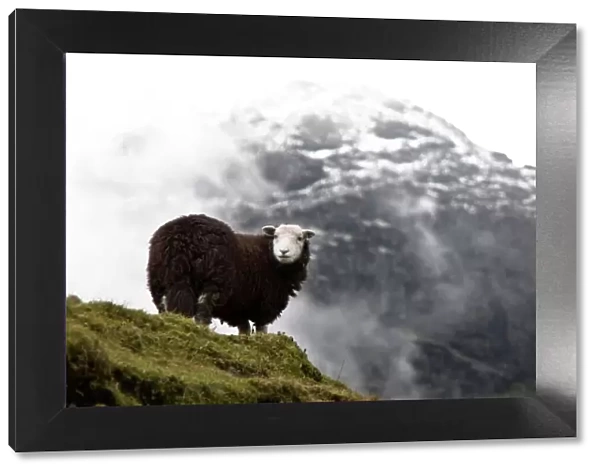 Herdwick sheep in mountains, Lake District, Cumbria, England