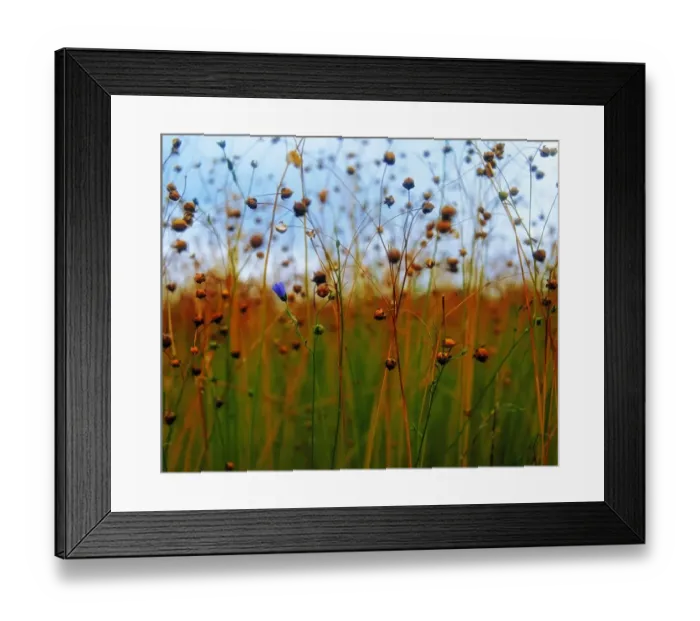 Framed Print : Flax Field, Co Down, Ireland Framed Print : Flax Field, Co Down, Ireland
