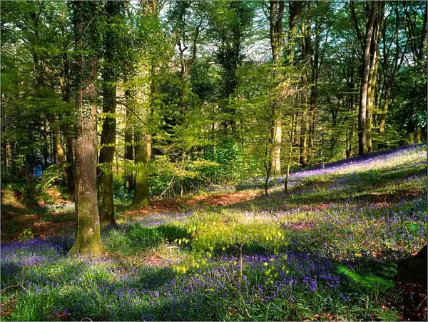 Clara Vale, Co Wicklow, Ireland, Woods In Spring