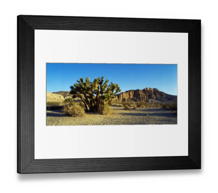 Framed Print : Joshua Tree