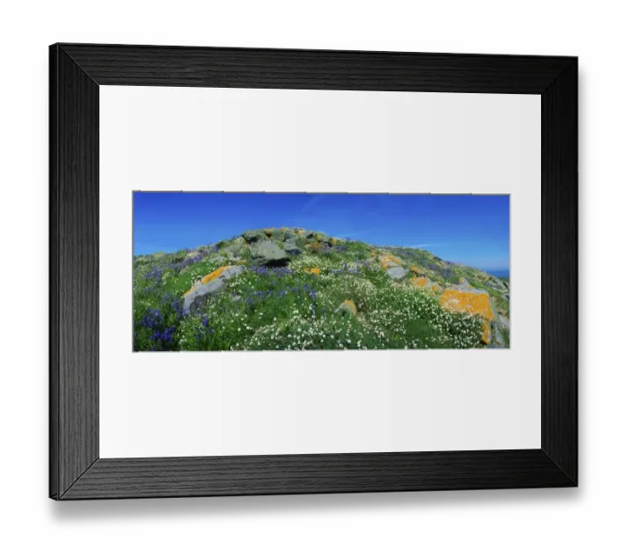 Framed Print : Saltee Islands, County Wexford, Ireland, Rocks And Wildflowers Framed Print : Saltee Islands, County Wexford, Ireland, Rocks And Wildflowers