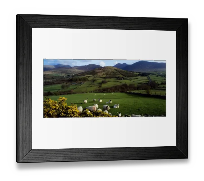 Framed Print : Mourne Mountains, County Down, Ireland, Sheep Near Tullymore Forest Park Framed Print : Mourne Mountains, County Down, Ireland, Sheep Near Tullymore Forest Park