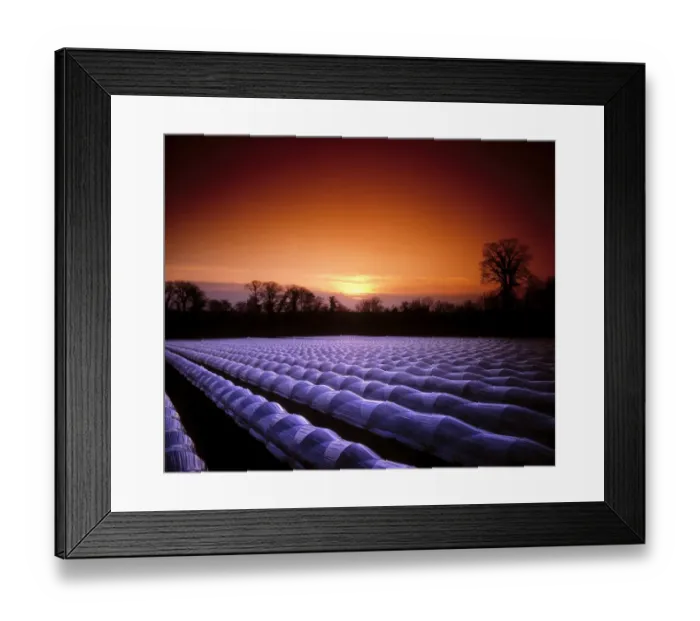 Framed Print : Strawberries under cloches, Duleek, Co Meath, Ireland Framed Print : Strawberries under cloches, Duleek, Co Meath, Ireland