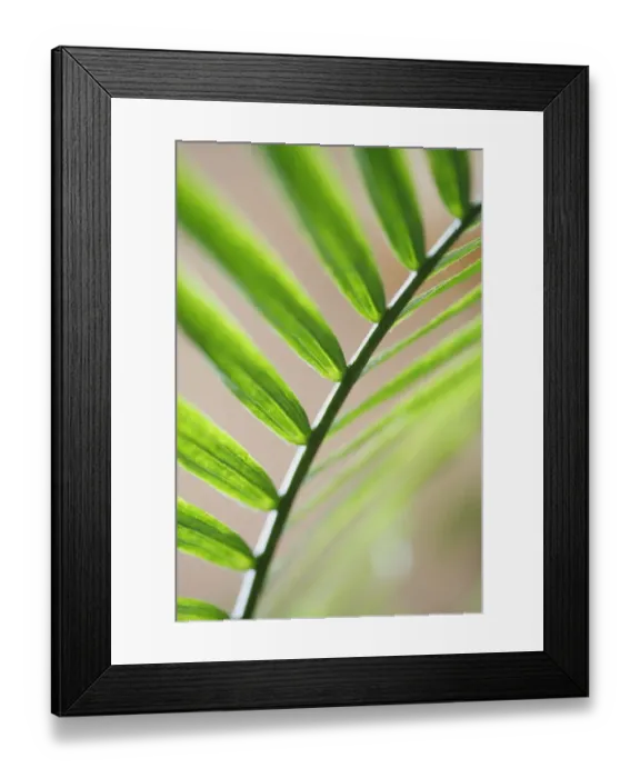 Framed Print : A palm leaf Framed Print : A palm leaf