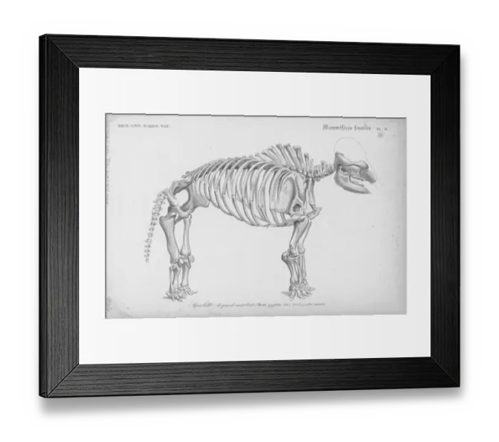 Framed Print : Giant Mastodon Framed Print : Giant Mastodon