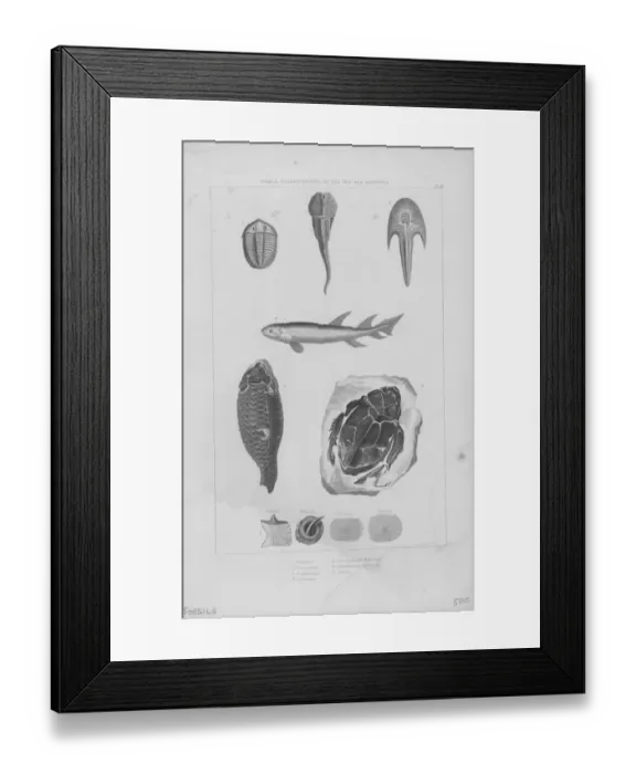 Framed Print : Freshwater Fossils Framed Print : Freshwater Fossils