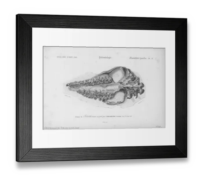 Framed Print : Cranium Of Palaeotherium Framed Print : Cranium Of Palaeotherium