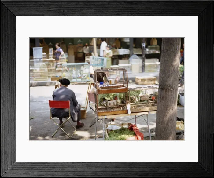 Framed Print : Paris Bird Market Framed Print : Paris Bird Market