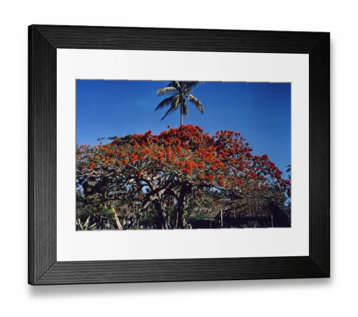 Framed Print : Flame Tree On Fiji Framed Print : Flame Tree On Fiji