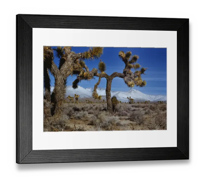 Framed Print : Joshua Trees Framed Print : Joshua Trees