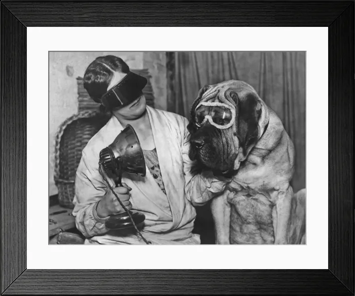 Framed Print : Dog In Goggles Framed Print : Dog In Goggles