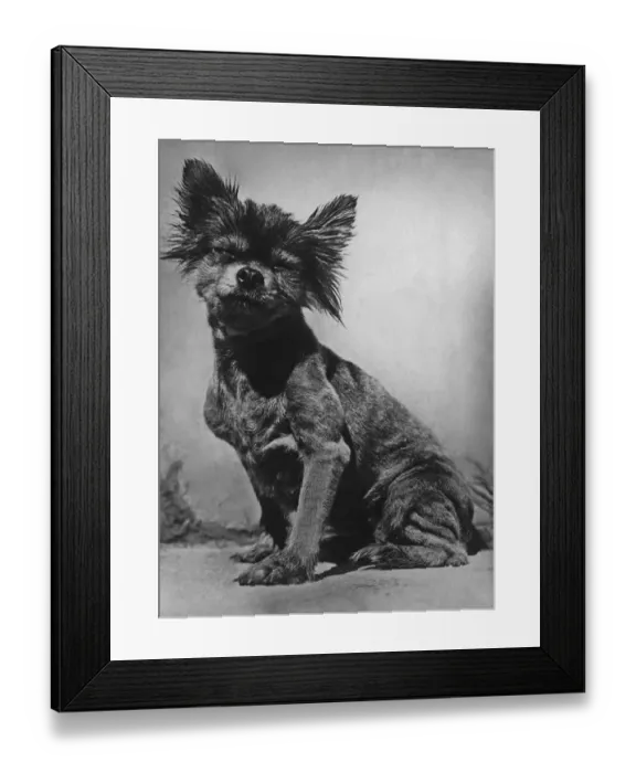 Framed Print : Curious Stray Dog