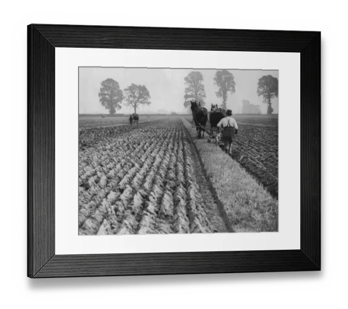 Framed Print : Ploughing Competition Framed Print : Ploughing Competition