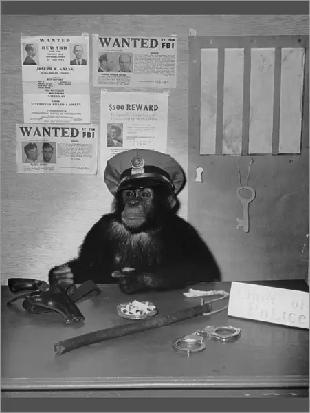 Chimp Of Police