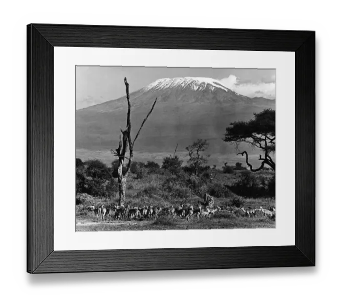 Framed Print : Impala Below Mt. Kilimanjaro