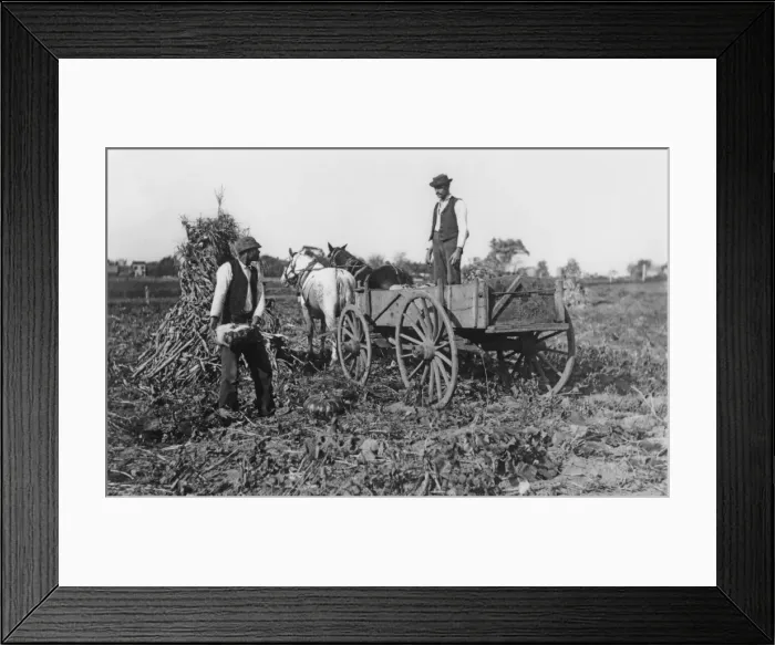 Framed Print : Gathering Pumpkins Framed Print : Gathering Pumpkins