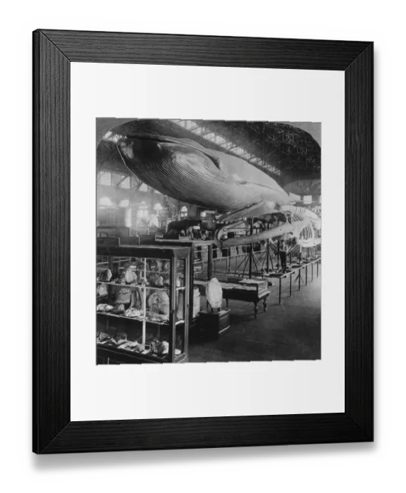 Framed Print : St Louis World Fair Framed Print : St Louis World Fair