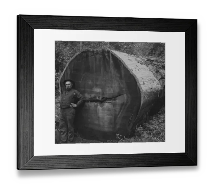 Framed Print : Logger By Felled Tree Framed Print : Logger By Felled Tree