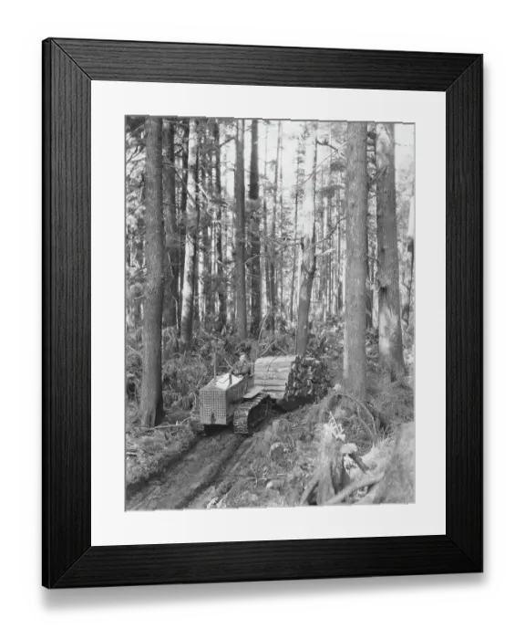 Framed Print : Logging Site In The USA Framed Print : Logging Site In The USA