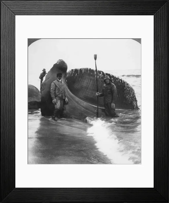 Framed Print : Remains Of A Whale Framed Print : Remains Of A Whale