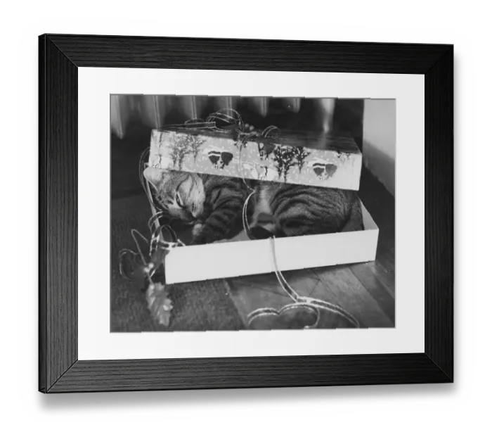 Framed Print : Gift Wrapped Tabby Cat Framed Print : Gift Wrapped Tabby Cat
