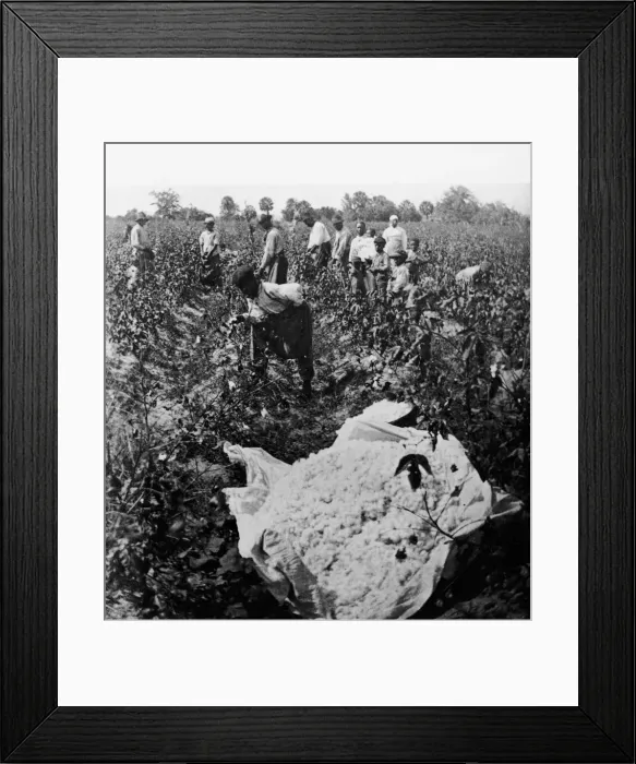 Framed Print : 19th Century Cotton Picking Framed Print : 19th Century Cotton Picking