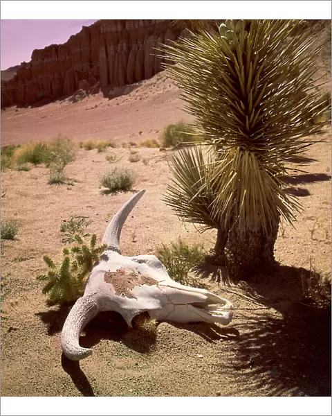 A Cow Skull & Cactus