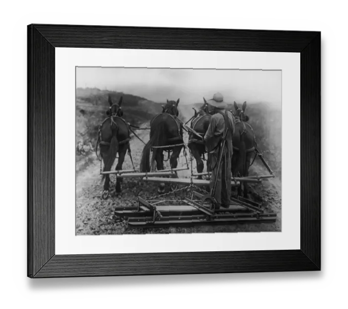 Framed Print : Ploughing Home Framed Print : Ploughing Home