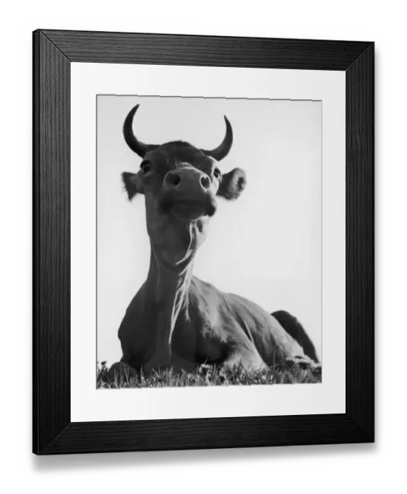 Framed Print : Lying Cow. A cow lying in a field, circa 1935. (Photo by FPG / Hulton Archive / Getty Images) Framed Print : Lying Cow. A cow lying in a field, circa 1935. (Photo by FPG / Hulton Archive / Getty Images)