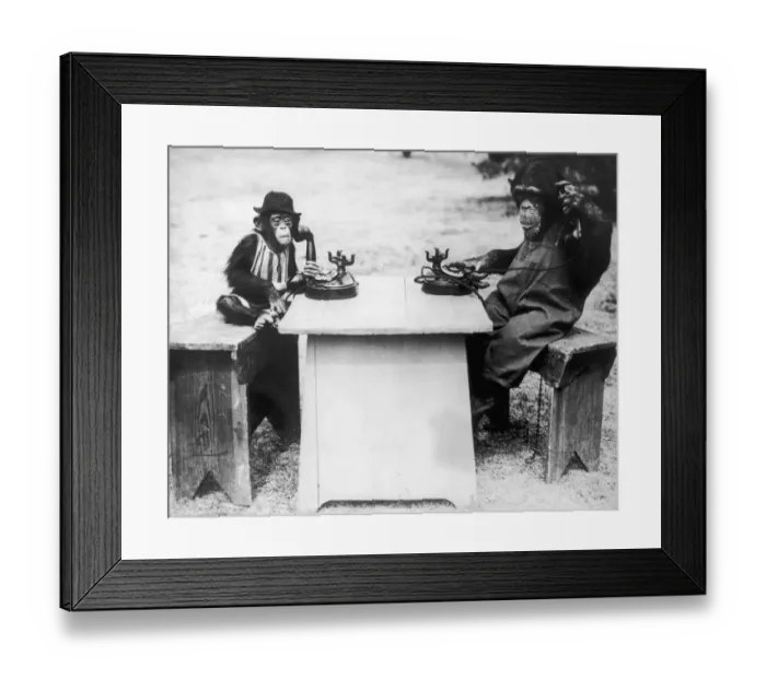 Framed Print : Chimp Chat Framed Print : Chimp Chat