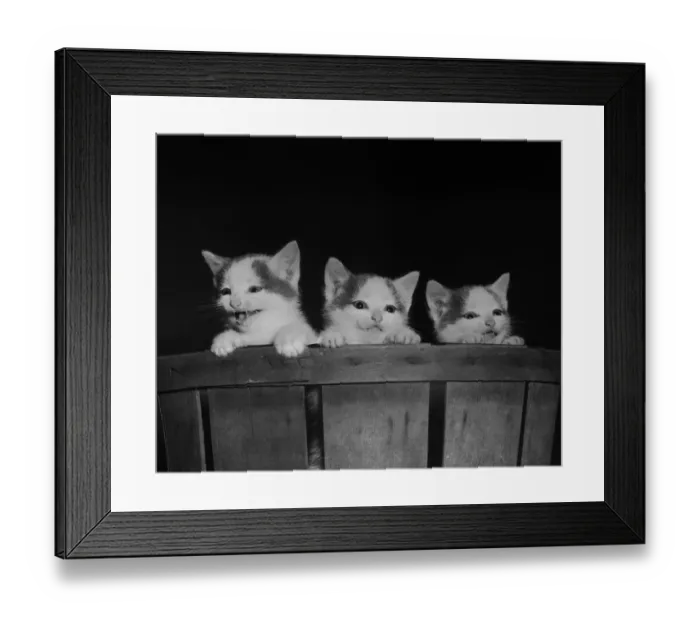 Framed Print : Curious Kitties Framed Print : Curious Kitties