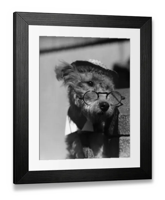 Framed Print : Terrier wearing hat and glasses Framed Print : Terrier wearing hat and glasses