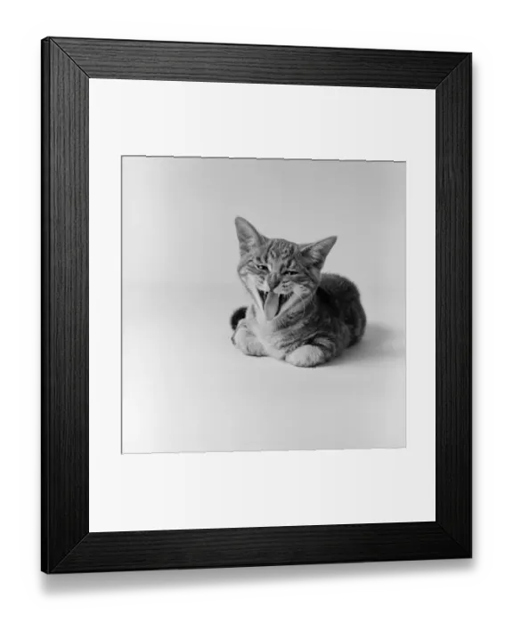 Framed Print : Kitten yawning Framed Print : Kitten yawning