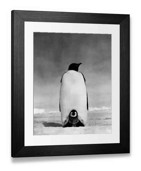 Framed Print : Emperor penguin and chick Framed Print : Emperor penguin and chick