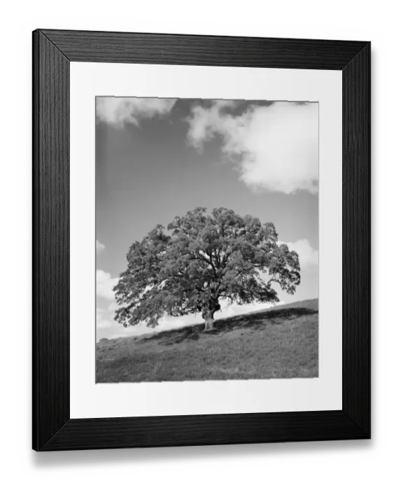 Framed Print : Oak tree. UNITED STATES - CIRCA 1950s: Large oak tree Framed Print : Oak tree. UNITED STATES - CIRCA 1950s: Large oak tree