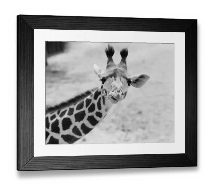 Framed Print : Giraffe. UNITED STATES - CIRCA 1960s: Giraffe curling lip, close-up Framed Print : Giraffe. UNITED STATES - CIRCA 1960s: Giraffe curling lip, close-up