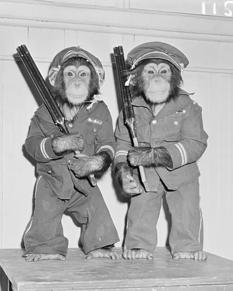 Chimpanzees as policemen