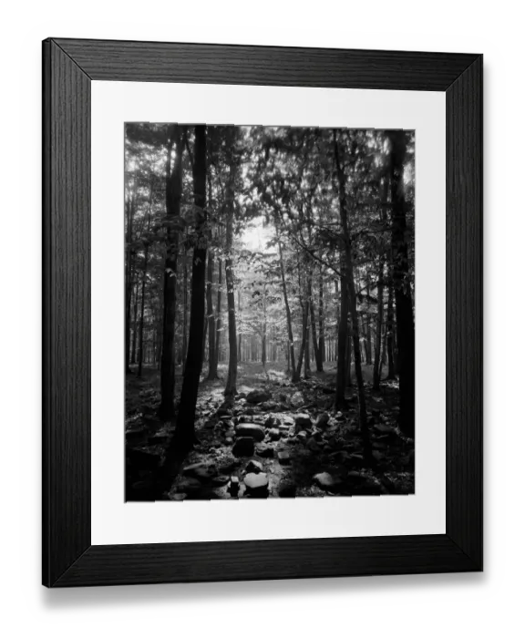 Framed Print : Wooded area Framed Print : Wooded area