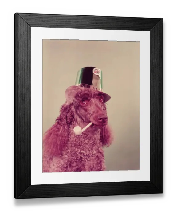 Framed Print : Poodle wearing hat, holding pipe in mouth Framed Print : Poodle wearing hat, holding pipe in mouth