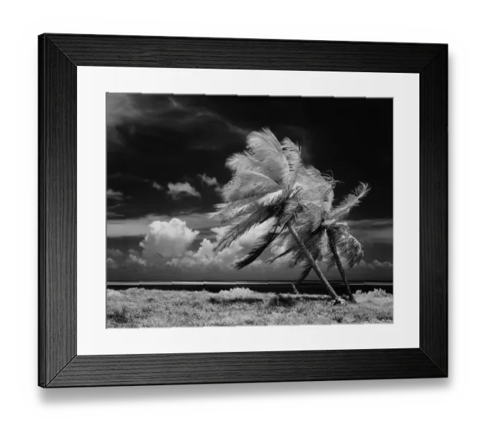 Framed Print : Palm trees blowing in wind Framed Print : Palm trees blowing in wind