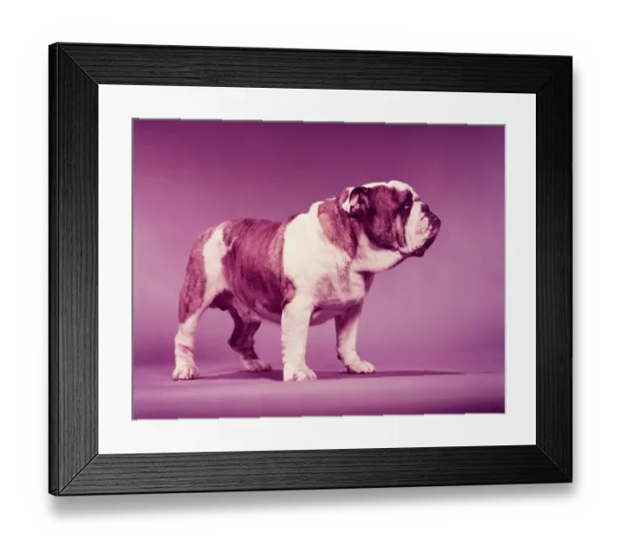 Framed Print : Bulldog. UNITED STATES - CIRCA 1950s: Brown and white bulldog