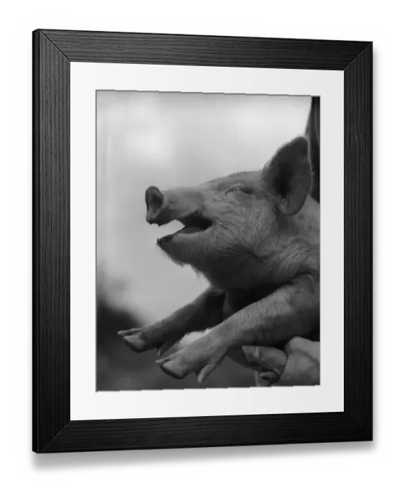 Framed Print : Piglet. UNITED STATES - CIRCA 1940s: Piglet with eyes closed and mouth open