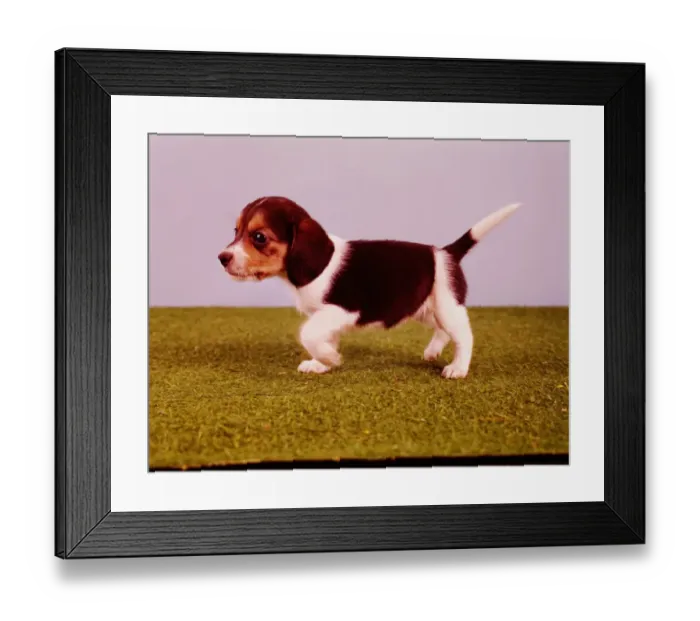 Framed Print : Beagle. UNITED STATES - CIRCA 1950s: Beagle